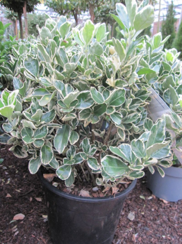 Euonymus japonicus Kathy ist eine immergrüne, schnittverträgliche Pflanze.