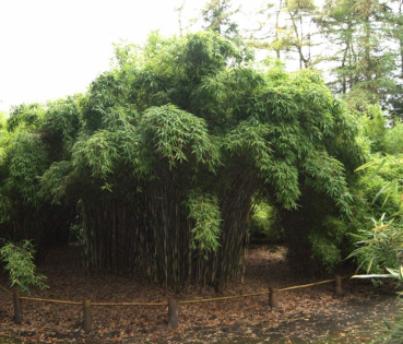 Fargesia murielae Jonnys Gigant® - immergrüner Garten- & Hecken-Bambus - besitzt rötliche Halmspitzen und eine schöne dunkelgrüne Belaubung.