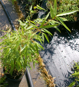 Fargesia murielae Sonnenschein® - Hobbiebrunkens Sonnenschein-Bambus - ist ein auffallend schöner Heckenbambus mit einem aufrechten, buschigen und horstigen Wuchs.