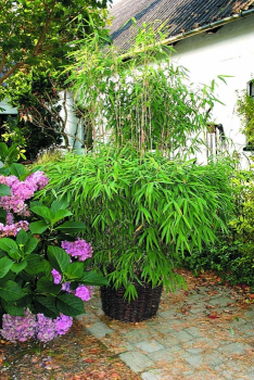 Fargesia murielae Super Jumbo® - Hecken-Bambus - ist ein sehr stark wachsender und immergrüner Gartenbambus.