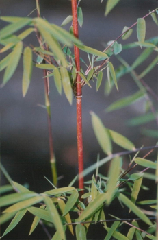 Fargesia nitida (species) Jiuzhaigou® - Jade-Bambus, Hecken-Bambus mit feinen und weichen Blättern. An sonnigen Standorten können die Halme sich rötlich bis kräftig rot verfären.