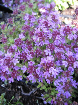 Thymus serpyllum Coccineus - Teppich-Thymian - Feld-Thymian - hat zahlreiche hellviolett-rote Blüten, die ab Juni bis August erscheinen.