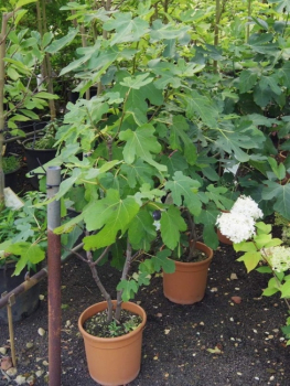 Ficus carica Nero - Schwarze Feige - hat sehr große Blätter, die rundlich eingeschnitten. Der Strauch oder Baum wächst aufrecht und locker.