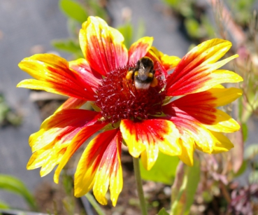 Gaillardia aristata Kobold - Kokardenblume - bildet scharlachrote Blüten mit gelben Spitzen in den Monaten Juli bis September.