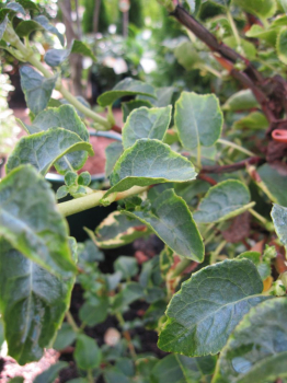 Hydrangea petiolares Miranda -  Kletterhortensie Miranda -  blüht mit weißen Rispenblüten. Die Winterhärte ist gut.