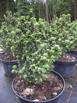 Bonsai-Ilex Green Dragon