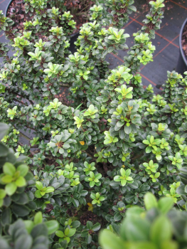 der Ilex crenata Green Dragon ist eine maennliche pflanze