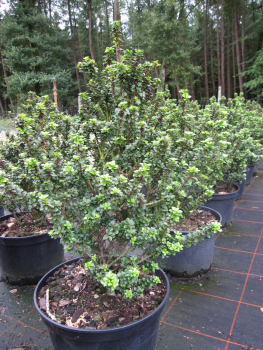 Bonsai Ilex Green Dragon