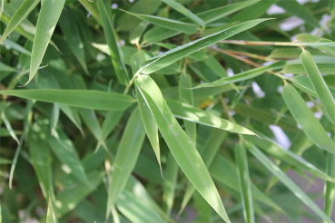 Eine Empfehlung für blickdichte Bambus-Hecken Fargesia murieliae Brillant®