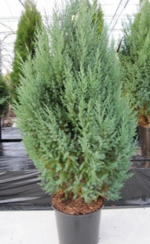 Juniperus chinensis Stricta 1
