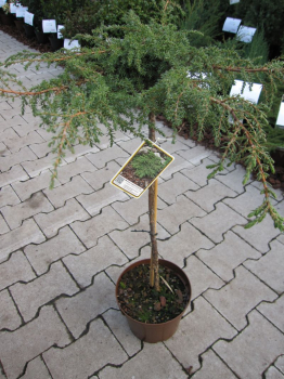 Juniperus communis Green Carpet Veredlung auf 40cm Stamm ist sehr schön als Kübelpflanze