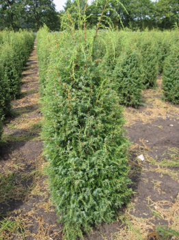 Juniperus communis Suecica ist eine gute Heckenpflanze