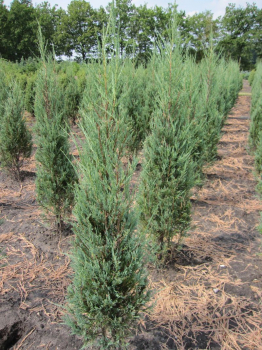 Juniperus scoulorum Blue Pyramid ist eine Heckenpflanze