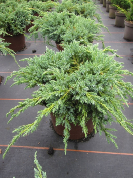 Juniperus squamata Blue Carpet1