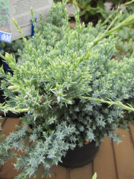 Juniperus squamata Holger 1