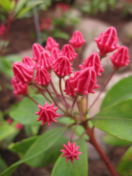 Die Kalmia latifolia Pinkobello - Lorbeerrose -Berglorbeer Pinkobello - überzeugt mit einer tollen außergewöhnlichen Blüte,  die einen dunkelrosafarbenen Rand und eine reinweiße Mitte aufweis