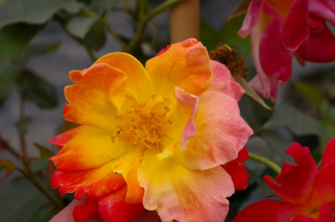 Kletterrose Joseph's Coat® - Rosa Joseph's Coat® - gelb-rot - Duft+ - Armstrong-Rose -hat eine wunderschöne zweifarbige Blüte. In der Mitte ist diese gelb, zum Rand hin geht diese in ein kräftigtes Rot über.