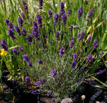 Lavandula angustifolia Hidcote Blue - Garten-Lavendel - hat tiefviolette und stark duftende Blüten. Die Pflanze ist geeignet für Steingärten, Rabatten, Staudenbeete und zwischen Rosen.