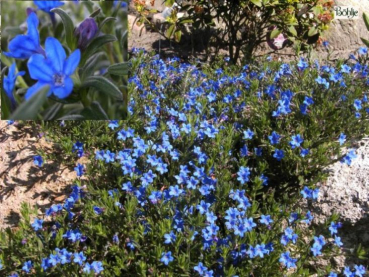 Lithodora diffusa Heavenly Blue - Blaue Steinsame - blüht enzianblau in der Zeit von Mai - September und ist immergrün.