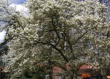 Magnolia kobus, Baummagnolie Kobushi, ist eine duftende Parfümpflanze