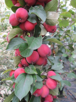 Malus Dolgo. Der Zierapfel Dolgo ist reichblühend und trägt eßbare rötliche Früchte.