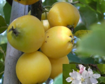 Malus Golden Hornet, Zierapfel Golden Hornet, ist ein sehr ertragreicher Obstbaum mit delikaten eßbaren Früchten