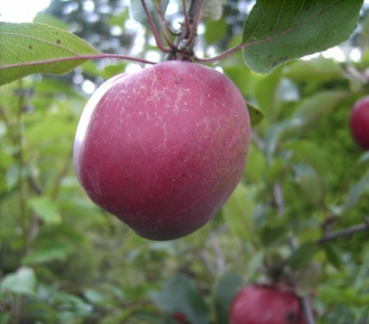Malus Oberlübbe, Apfel Oberlübbe, ist ein Zierapfelbaum mit roten und aromatischen Früchten, die sich auch zum dirketen Verzehr eignen