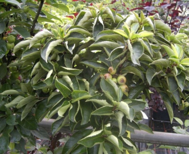 Malus Pomzai ® - Zwerg- Zierapfel Pomzai ®. Eine Neuzüchtung, die äußerst gesund ist und zahlreiche orangerote Früchte im Herbst trägt.