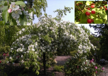 Der Malus Red Jade ist ein Zierapelbaum, dessen Krone ist breit überhängend, ein üppiger weiß-rosa Blütenteppich im Mai, im Herbst leuchtend, rote, kleine, glänzende Äpfelchen.ein Vogelnährgehölz.