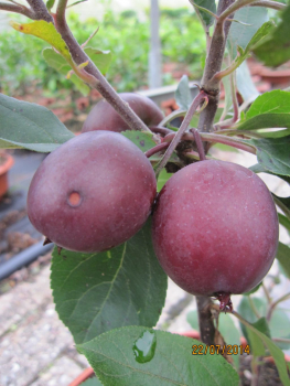 Zierapfel Roter Zwerg