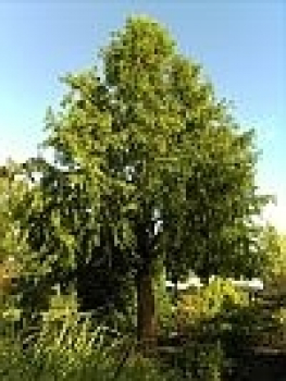 Metasequoia glyptostroboides  - Urweltmammutbaum - Chinesisches Rotholz ist ein laubabwerfender Baum mit einem Brusthöhendurchmesser von 1- 2,2m breite.