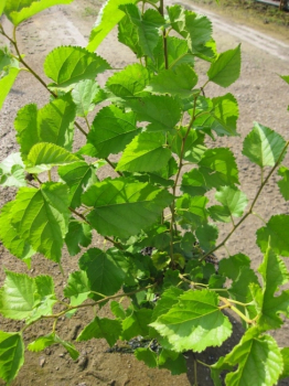 Morus nigra - Schwarze Maulbeere - liefert brombeerähnliche, purpur bis dunkelviolette Früchte, die aromatisch, saftig, süß, säurearm und vitaminreich sind.