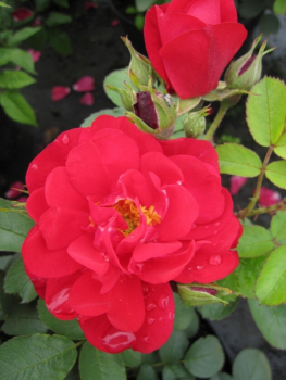 Parkrose Rosa Hansaland® leuchtend rot Duft- bekommt kräftig rote Blüten, die leider nur einen sehr schwachen Duft besitzen.