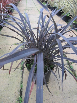 Phormium tenax Platts Black - Neuseelandflachs Platts Black hat schwertartige dunkelbraun-schwarz-lila Blätter.