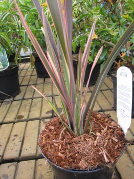 Phormium tenax Sundowner - Neuseelandflachs Sundowner - hat schwerförmige, rosa-orange-bronze-farbene Blätter.