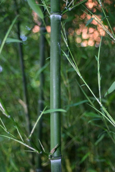 Phyllostachys bissetii - Winterharter Riesenbambus - hat dunkelgrüne Halme und glänzend dunkelgrüne Blätter. Das Blattwerk ist sehr dicht.