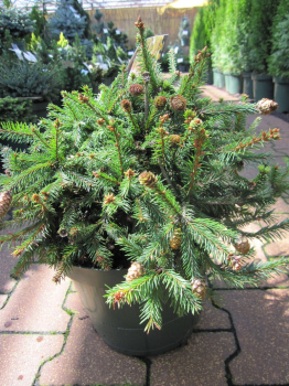 Picea abies Pusch - Zwergfichte Pusch - wächst sehr langsam mit überhängenden, unregelmäßigen Zweigen.
