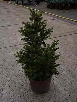 Picea abies Wills Zwerg, Zwergrotfichte, ist ein immergrüner kleiner Nadelbaum der sich auch für den kleinen Garten eignet