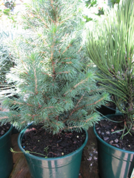 Picea glauca Biesenthaler Frühling