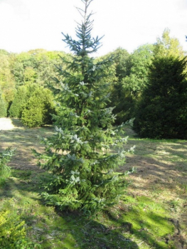 Picea omorika - Serbische Fichte. Eine dicht wachsende und sehr winterharte Art. Auch als hohe Heckenpflanze zu verwenden.