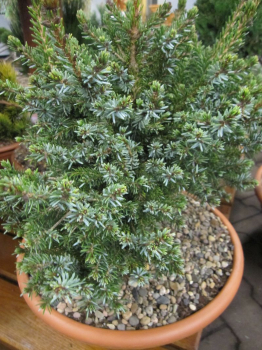 Picea omorika Nana wächst sehr unregelmaessig