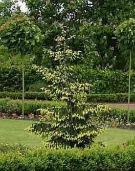 Picea orientalis Aurea1