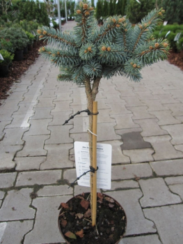 Picea pungens Globosa Nana1