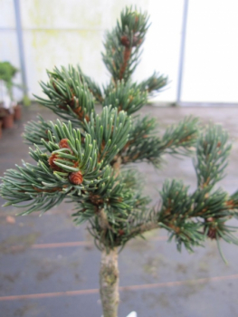 Picea pungens Lucky Strike1