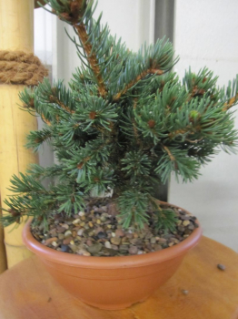 Picea pungens Lucky Strike bildet schöne rotbraune Zapfen
