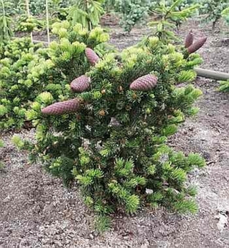 Picea pungens Lucky Strike1