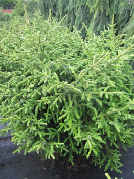 Picea purpurea - Purpur-Fichte ist eine immergrüne Pflanze