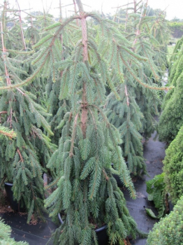 Die Hängerotfichte Inversa, Picea abies Inversa, hat hängende Seitentriebe