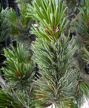 Pinus aristata - Fuchsschwanzkiefer ist eine robuste, absolut winterharte Kiefer mit weißen, körnigen Wachsausscheidungen an den Nadeln