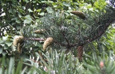 Pinus banksiana  - Bankskiefer trägt wunderschöne bläulich-grüne Nadeln und hat unregelmäßig gebogene Äste.
